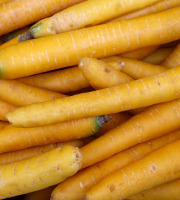 Maréchal Fraicheur - Carottes jaunes - 5 kg