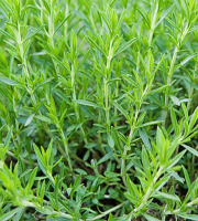 Nature et Saveurs - Ferme Aquaponique et Permacole Astérienne - Estragon de Russie frais – Bouquet généreux et parfumé