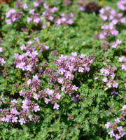 Naturélium - Thym sauvage - botte de 100g
