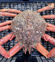 Le Termer - araignée de mer mâle