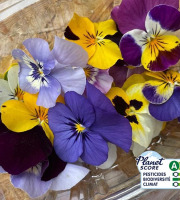 Les Nouvelles Fermes - Maxi fleurs de pensées comestibles (boite de 20 fleurs)