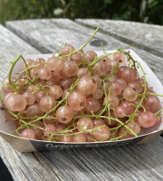 Ferme Sinsac - groseilles roses en barquette de 125 grs