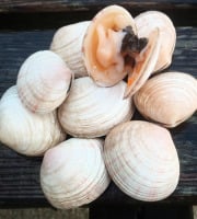 Aux Viviers de Penfoulic - Tellines épaisse - 1 kg