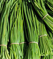 Nature et Saveurs - Ferme Aquaponique et Permacole Astérienne - Ciboulette fraîche – fine, parfumée, irrésistible