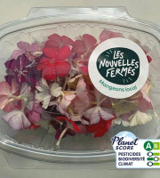 Les Nouvelles Fermes - Fleurs de phlox comestibles (boite de 40 fleurs)