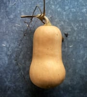 La Ferme d'Artaud - Butternut - 1kg