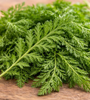 Nature et Saveurs - Ferme Aquaponique et Permacole Astérienne - Jeunes feuilles d’Achillée millefeuille — Incomparable