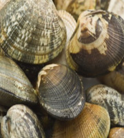 Camargue Coquillages - Palourdes Blanches de Camargue Très Grosses 3kg - Pêche Artisanale et Responsable