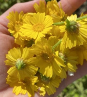 La Cabane à plantes - Chrysanthème comestible (20 fleurs)