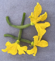 Les Jardins de Simone - Mini concombre avec sa fleur Bio x20