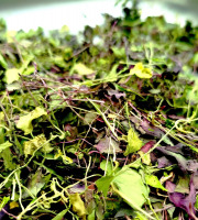 Nature et Saveurs - Ferme Aquaponique et Permacole Astérienne - Micropousses séchées – condiment végétal concentré