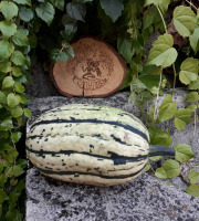 Ferme de Cernunnos - Courge Delicata - 500g