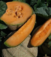 La Maison du Melon - Melon charentais x22