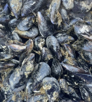 Chez Yoann et Jenny, producteurs d'huîtres de Bouzigues - Moules de corde 3 kg