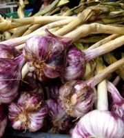 L’Oliveraie du Coudon - AIL VIOLET  1KG