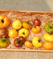 Nature et Saveurs - Ferme Aquaponique et Permacole Astérienne - Tomates grosses et anciennes en mélange – le goût authentique