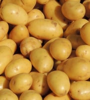 Maréchal Fraicheur - Pommes de terre Delikatess - 5 kg