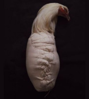 Volailles Morand - Chapon de Bresse AOP effilé roulé