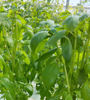 Nature et Saveurs - Ferme Aquaponique et Permacole Astérienne - Basilic Grand Vert Eleonora (Bouquet Frais)