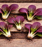 Nature et Saveurs - Ferme Aquaponique et Permacole Astérienne - Mini pak choï sanguin gastronomique