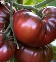 Maréchal Fraicheur - Tomates noire de crimée - 5 kg