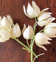 Le Jardin des Antipodes - Fleurs De Yucca