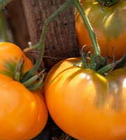 Maréchal Fraicheur - Tomates Ananas - 1 kg