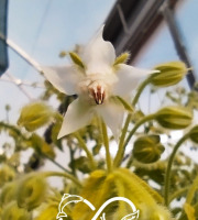 Nature et Saveurs - Ferme Aquaponique et Permacole Astérienne - Bourrache (Fleurs Fraiches Bleus et Blanches)