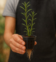 Nature et Saveurs - Ferme Aquaponique et Permacole Astérienne - Sarriette d’été vivante – fraîcheur et intensité provençale