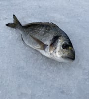 Pêcheur Toni  Micheau - Daurade Royale Sauvage De Méditerranée - Une Pièce De 250g