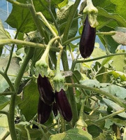 Nature et Saveurs - Ferme Aquaponique et Permacole Astérienne - Mini Aubergine Gastronomique Little Finger