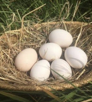 Des Poules et des Vignes à Bourgueil - 6 œufs de poule de race Gournay