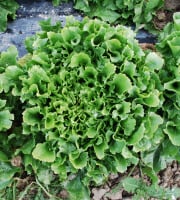 La Boite à Herbes - Salade Scarole - 1 Pièce