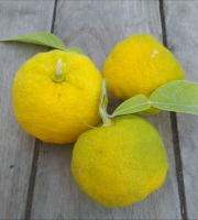 HERBA HUMANA - Yuzu - 1kg
