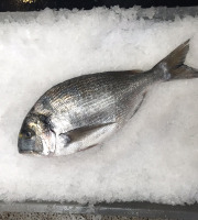 Godaille de l'Armement Cherbourgeois - En Direct du Bateau - Daurade Royale Sauvage - Pièce de 1,8kg