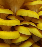 Naturélium - Le pleurote jaune 1,5kg