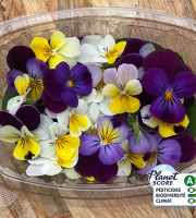 Les Nouvelles Fermes - Fleurs de pensées comestibles (boite de 40 fleurs)