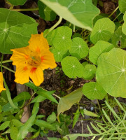 Rébecca les Jolies Fleurs - Fleurs et feuilles de Capucine