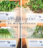 Ma Micropousse culinaire - Micro pousses bio Assortiment au choix 4 barquettes