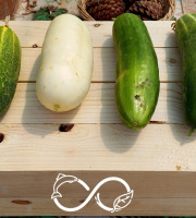 Nature et Saveurs - Ferme Aquaponique et Permacole Astérienne - Concombres variés – au kilo – Nature & Saveurs