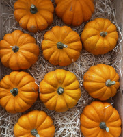 Domaine Reverchon - Courge Mini Jack Be Little  ( à farcir extra) Lot de 2