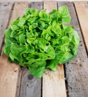 La Boite à Herbes - Lot De 2 Salade Batavia Verte Bio x 3