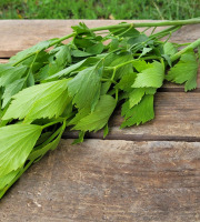 Le Pré de la Rivière - Bouquet de Livèche bio (herbe à "Maggi") - Origine France