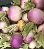 Ferme Sinsac - Navet violet ou jaune