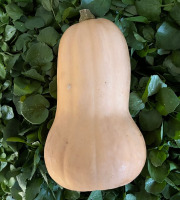 Cressonnière de Montmirault - Courge butternut