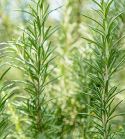 Naturélium - Romarin sauvage - botte de 100g