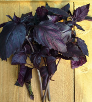 Nature et Saveurs - Ferme Aquaponique et Permacole Astérienne - Basilic pourpre — aromate frais de la ferme