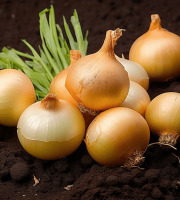 Nature et Saveurs - Ferme Aquaponique et Permacole Astérienne - Oignon jaune – douceur fondante et caractère doré