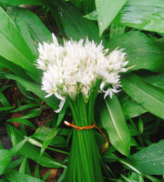 L'herbandine - Ail des ours - Fleurs - Bouquet