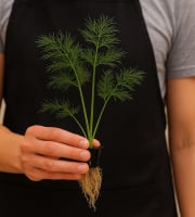Nature et Saveurs - Ferme Aquaponique et Permacole Astérienne - Aneth vivante – finesse aromatique prête à l’usage